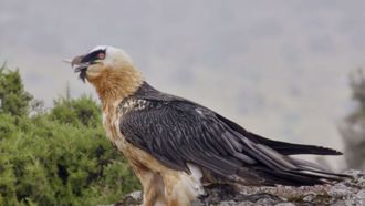 Episode 3 The Simien Mountains