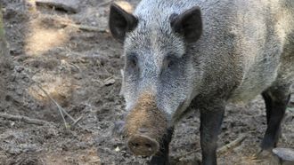 Episode 2 Pigzilla