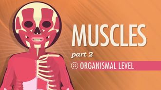 Episode 22 Muscles, Part 2 - Organismal Level