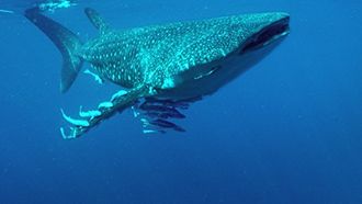 Episode 3 Island Feast