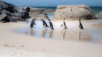 Episode 8 Learning to Fly