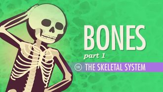 Episode 19 The Skeletal System