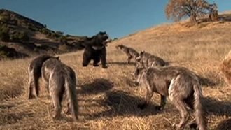 Episode 3 Bear
