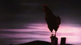 Episode 5 My Husband, the Rooster Renter