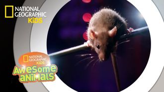 Episode 4 Rat Genius