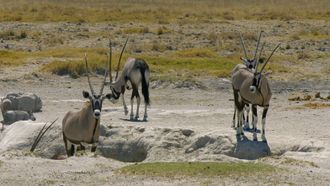 Episode 5 Etosha: The Great White Place