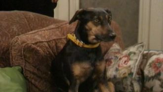 Episode 11 If the Dog Collar Fits, Wear It