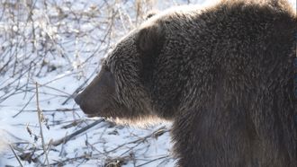 Episode 1 Kodiak Kings