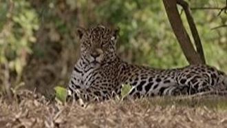 Episode 6 The Secret Lives of Jaguars