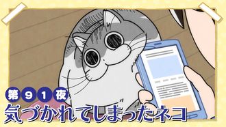 Episode 91 Night 91: Exposed Cat