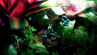 Episode 1 Poison Dart Frog Family