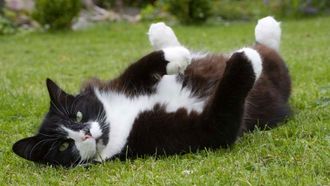 Episode 8 Cat Out of the Bag