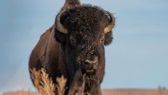 Episode 3 The Wild West