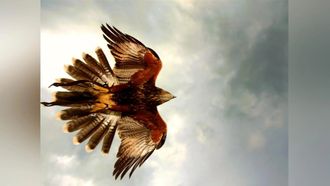 Episode 5 Beaks And Talons