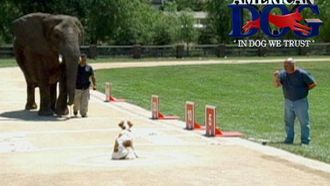 Episode 8 My Dog Can Fly