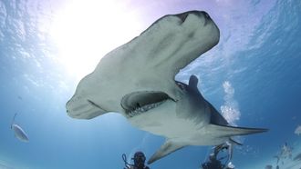 Episode 4 Man vs Shark