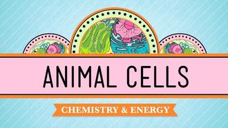 Episode 4 Eukaryopolis - The City of Animal Cells