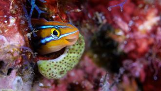 Episode 16 Dance Class