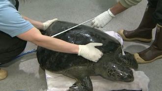 Episode 11 Turtle Travels