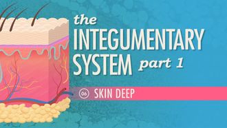 Episode 6 The Integumentary System, Part 1 - Skin Deep