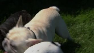 Episode 1 French Bulldog, Poodle, Airedale, Chihuahua, Labrador
