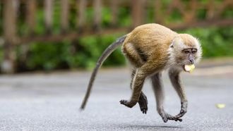 Episode 1 The Young Upstart