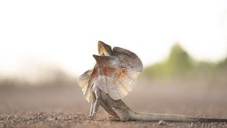 Episode 8 Savannah Survivors