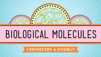 Episode 3 Biological Molecules - You Are What You Eat
