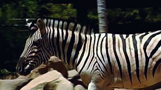 Episode 2 Shock & Awe