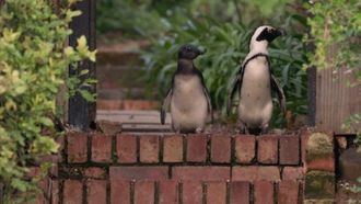 Episode 4 Lost and Found