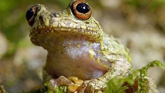 Episode 3 Madagascar in Cold Blood