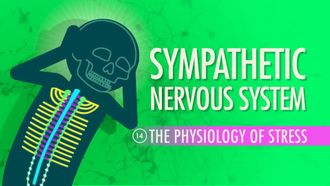 Episode 14 Sympathetic Nervous System