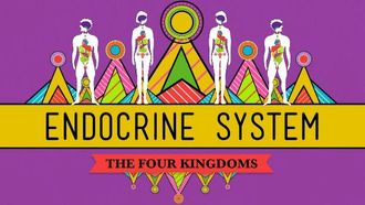 Episode 33 Great Glands - Your Endocrine System