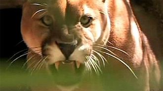 Episode 7 Lions in the Suburbs