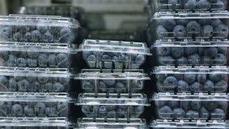 Episode 6 #BlueberryBandit