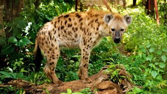 Episode 4 Big Buck Chase