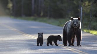 Episode 3 Saving Europes Bears