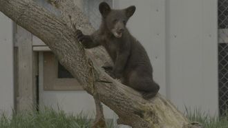 Episode 3 Becoming a Bear