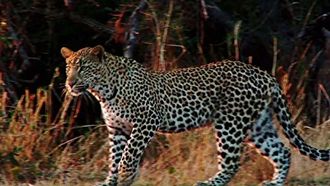 Episode 5 Surprisingly Human