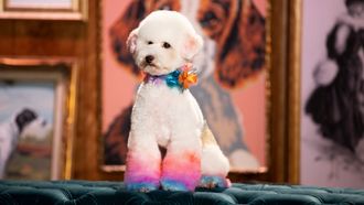 Episode 1 Welcome to HollyWOOF!