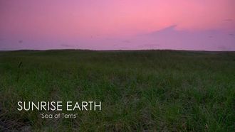 Episode 5 Sea of Terns