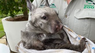 Episode 8 Baby Bongo