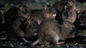 Episode 4 Infestation