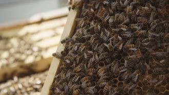 Episode 2 Hive Heist