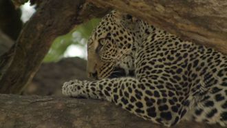 Episode 2 Lake Manyara National Park