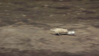 Episode 2 In the Grip of the Seasons (Arctic)