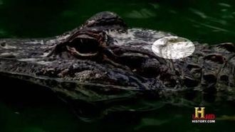 Episode 4 Cannibal Gator