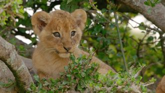 Episode 7 Lion