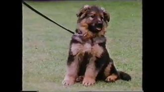 Episode 8 Puppies