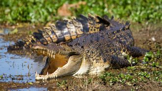 Episode 5 Reptile Realm